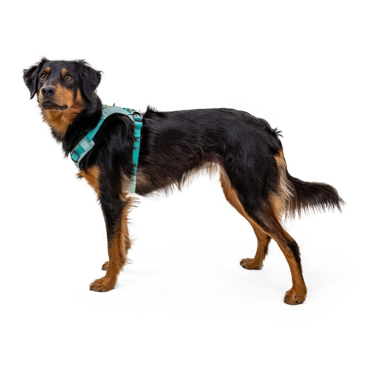 leichtes Geschirr Hi &amp; Light™ - sage green - athleticdog