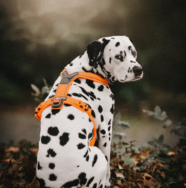 Geschirr Non-Stop Line Harness 5.0 - orange - athleticdog