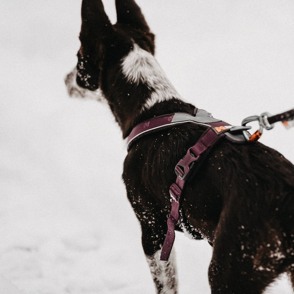 Geschirr Non-Stop Line Harness 5.0 - violett - athleticdog
