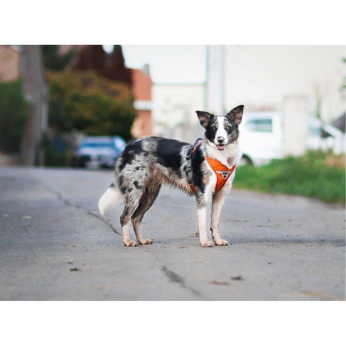 Geschirr Comfort Walk Pro - orange - athleticdog