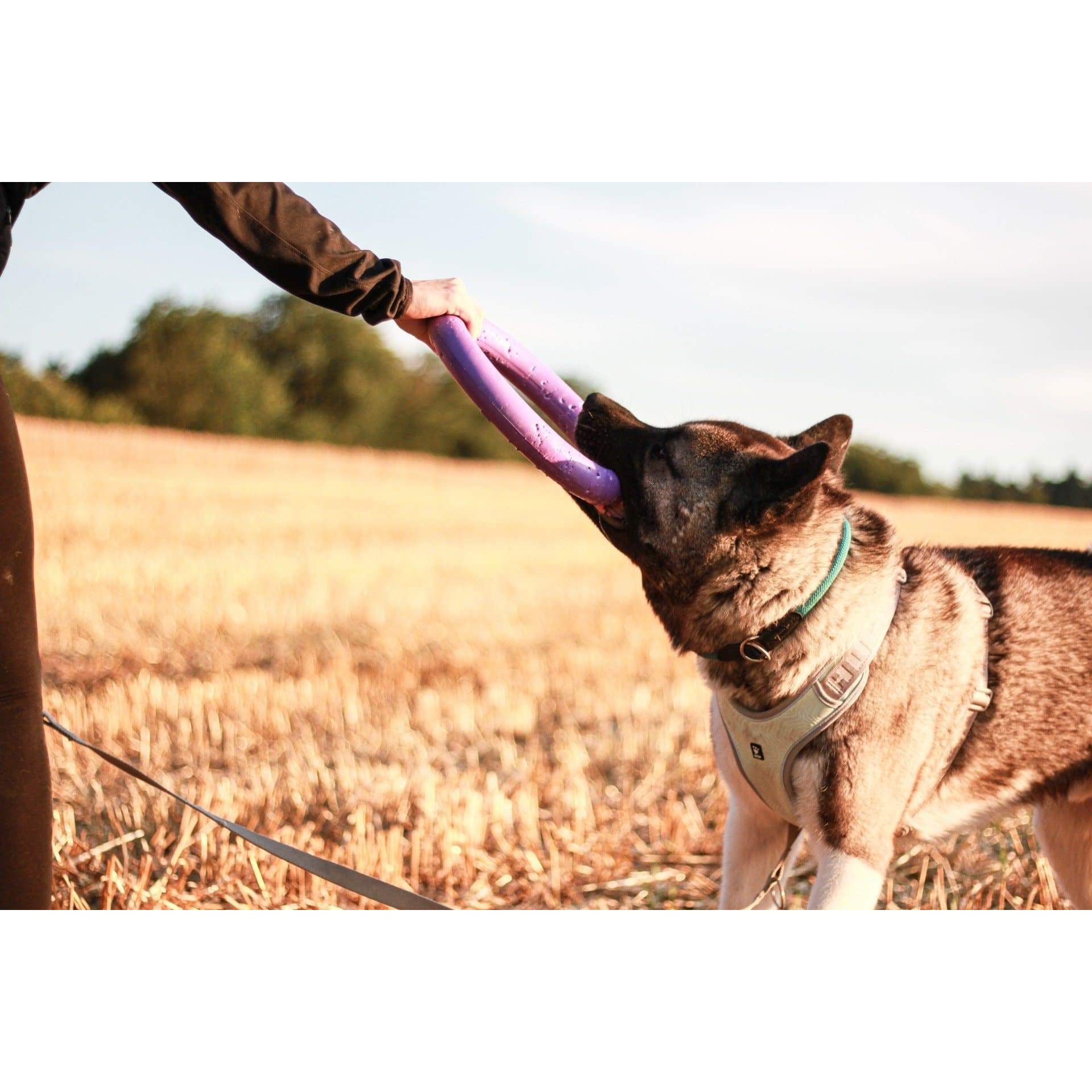Puller ultra robuster Zerrring - violett - athleticdog
