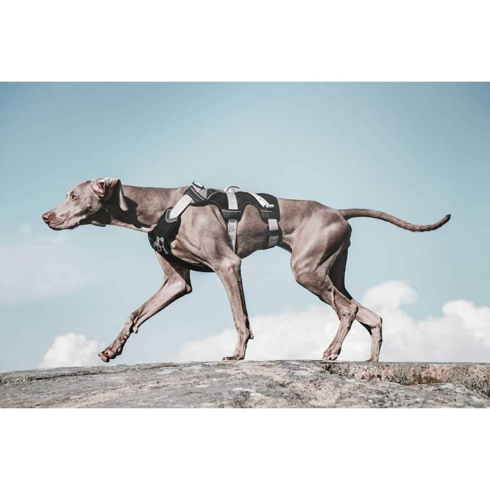 Sicherheitsgeschirr Trail - schwarz-Hurtta-athleticdog