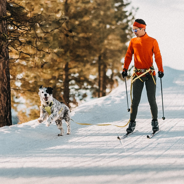 Skijöring / Skifahren mit Hund - alles über den Sport