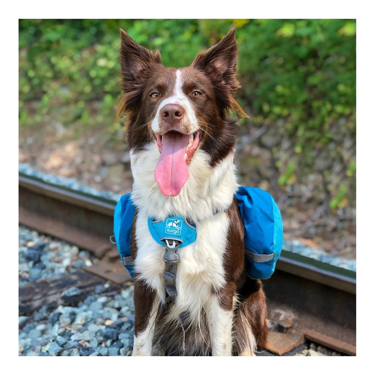 Hundegeschirr mit Satteltaschen Baxter Backpack - blau