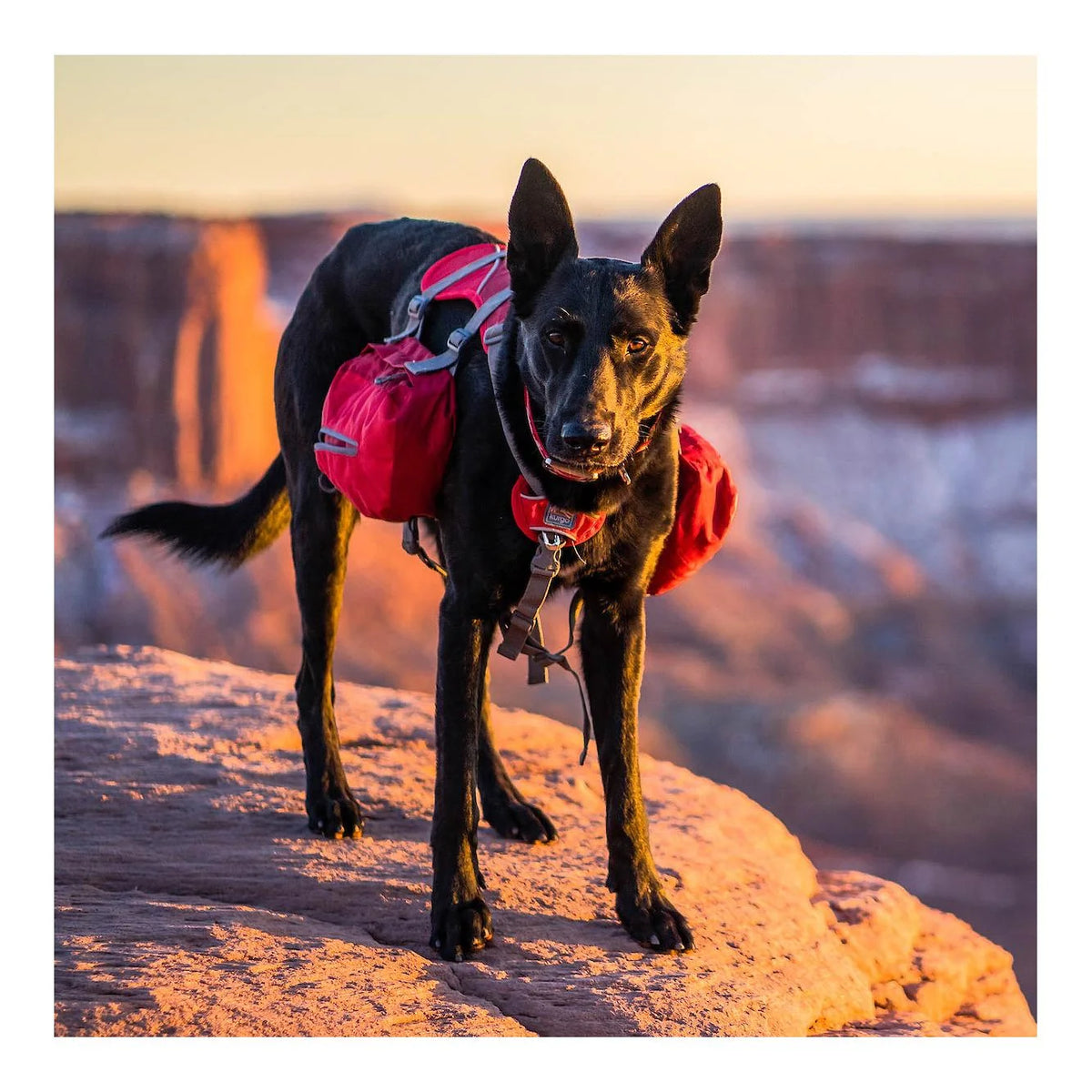 Hundegeschirr mit Satteltaschen Baxter Backpack - rot