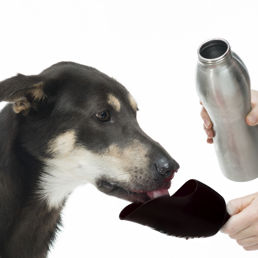 Trinkflasche für Hunde H2O aus Edelstahl - schwarz