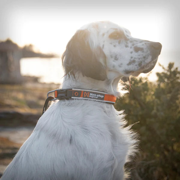 Hundehalsband Roam Collar - orange