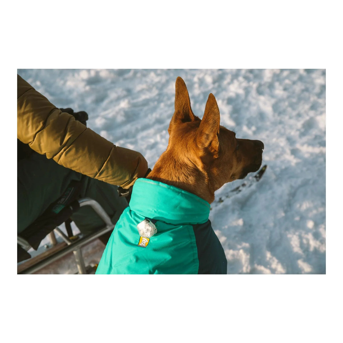 Hundemantel Vert Jacket - aurora teal