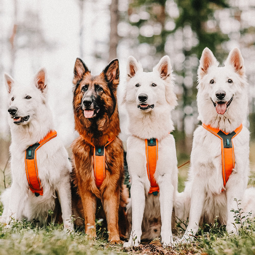 Geschirr Non-Stop Line Harness 5.0 - orange - athleticdog