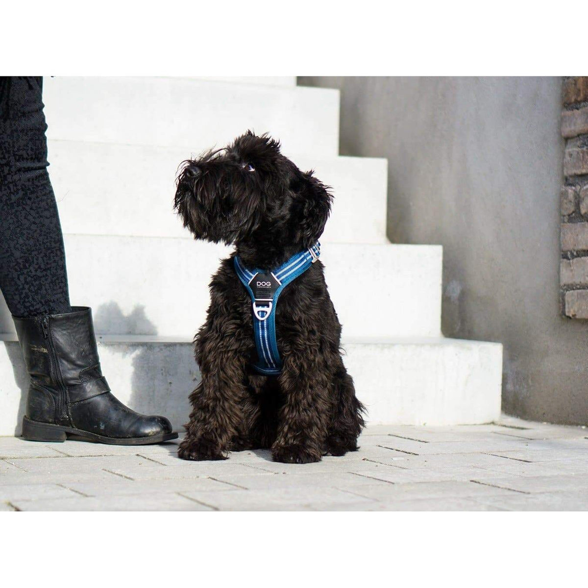 Geschirr Comfort Walk Air ™ - blau - athleticdog