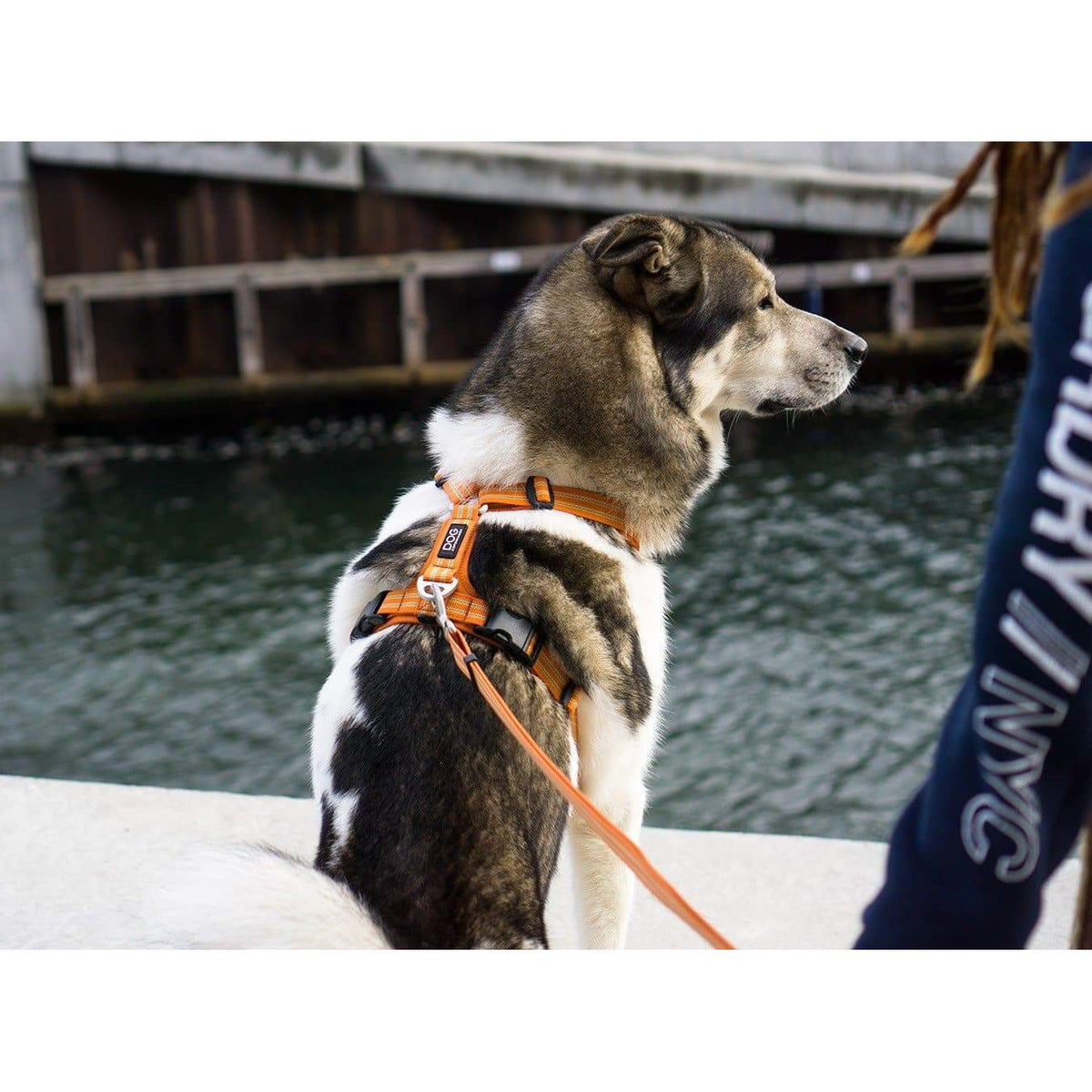 Geschirr Comfort Walk Air ™ - orange - athleticdog