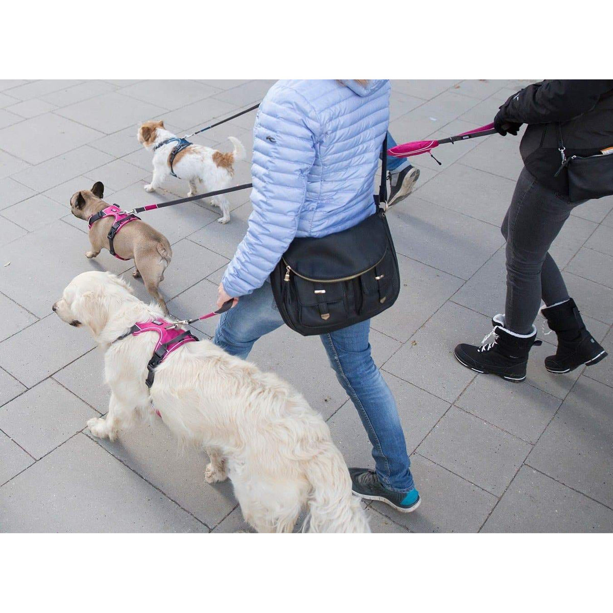 Geschirr Comfort Walk Pro - violett - athleticdog