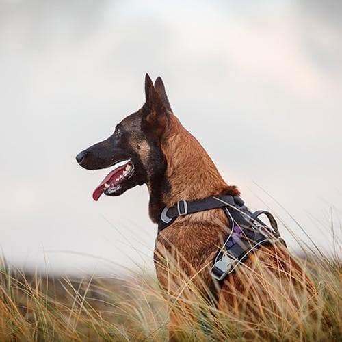 Geschirr Weekend Warrior - schwarz - athleticdog