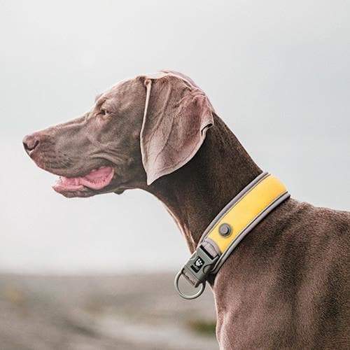 Halsband Adventure - gelb-Hurtta-athleticdog