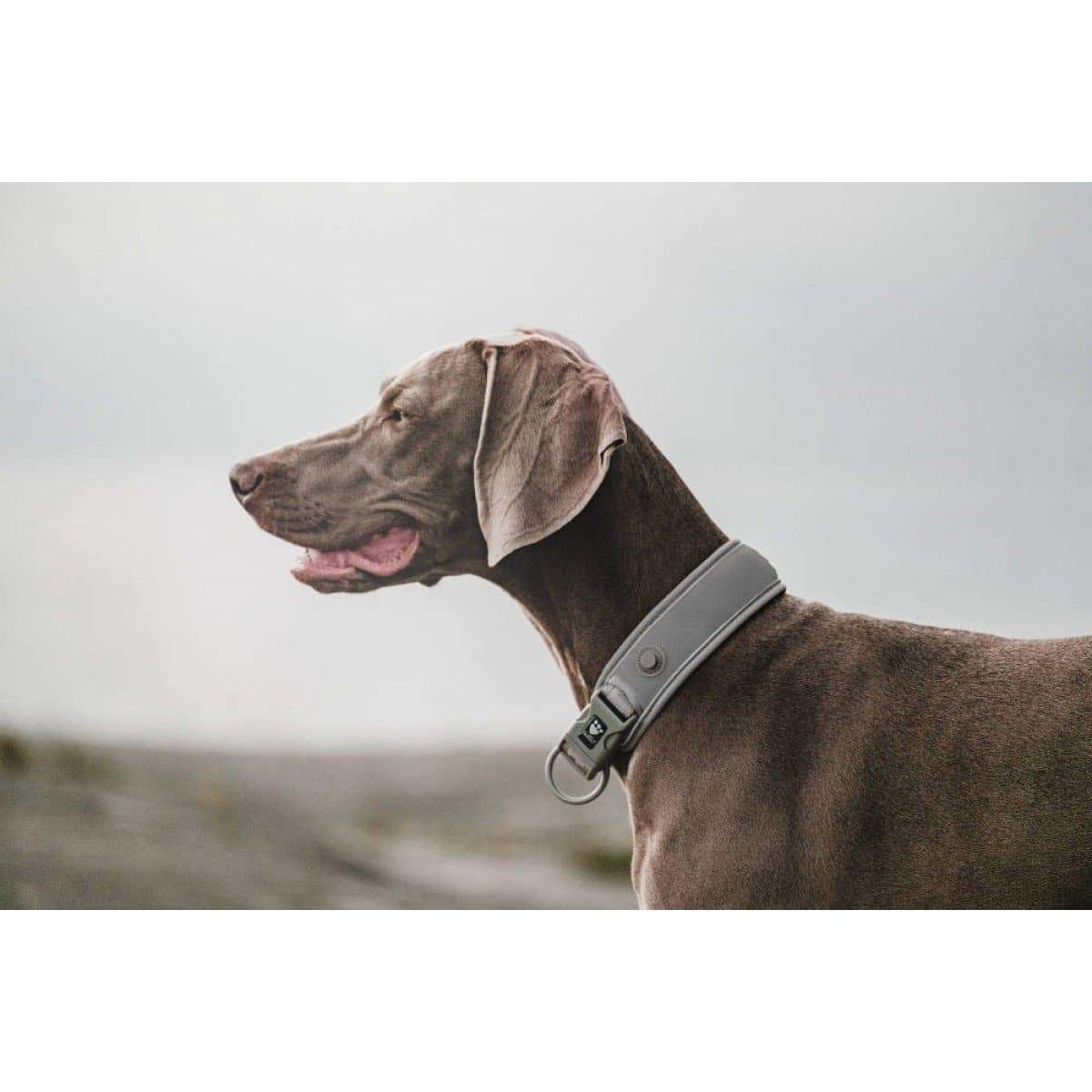 Halsband Adventure - grau-Hurtta-athleticdog