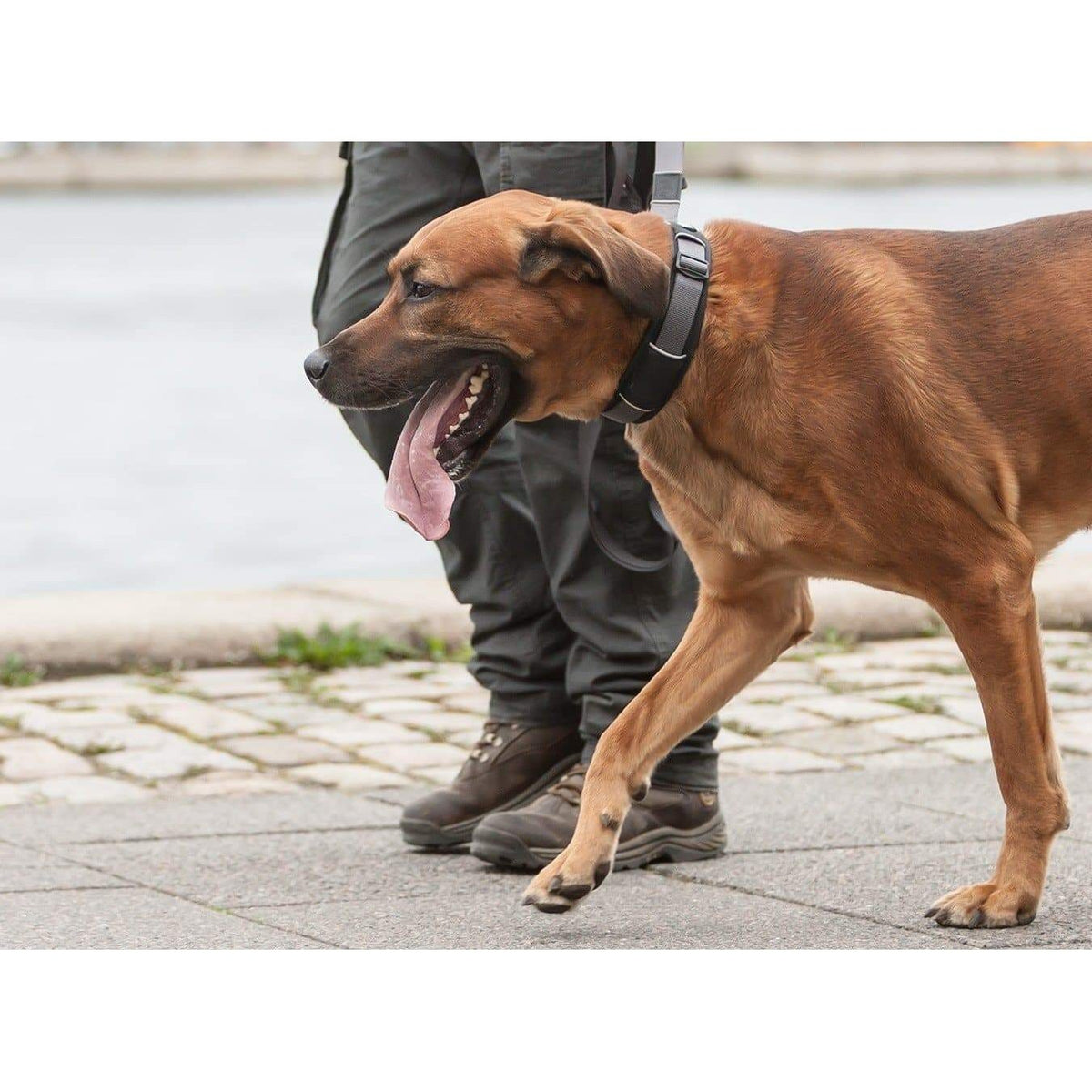 Halsband Urban Explorer™ - schwarz - athleticdog