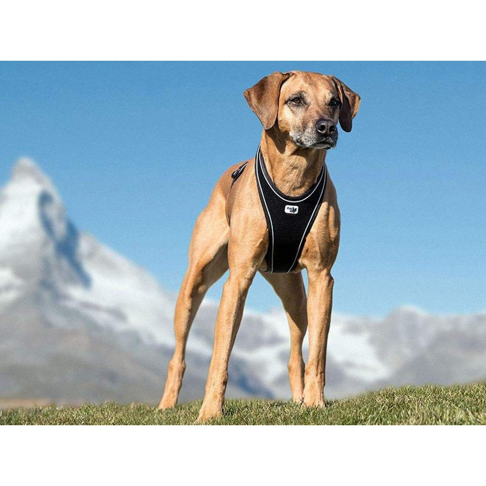 Hundegeschirr Belka Comfort - schwarz-Curli-athleticdog