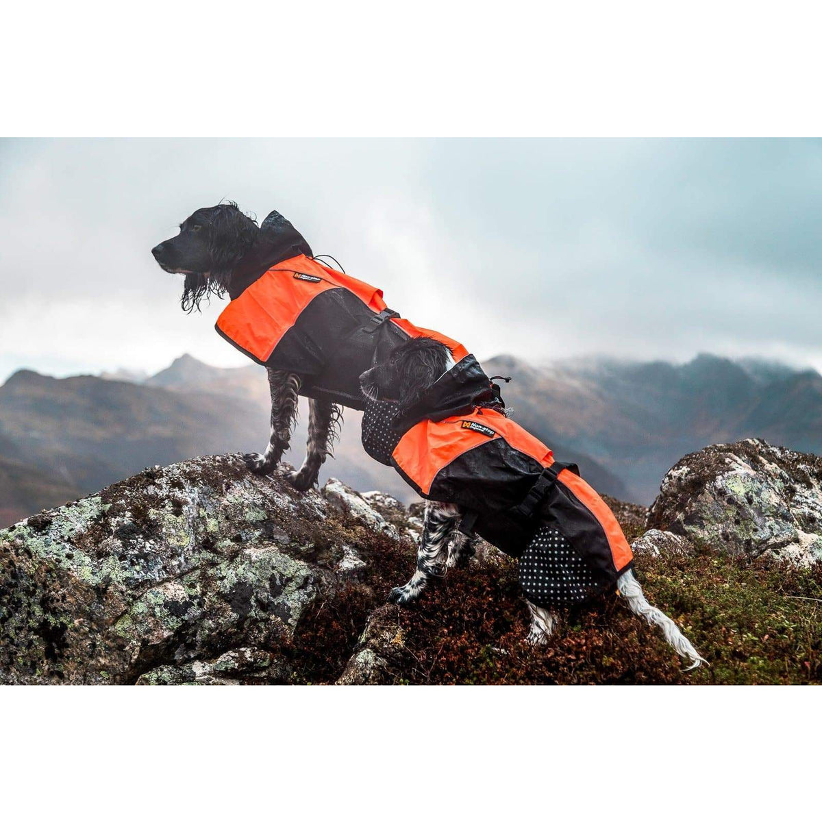 Mantel Non-Stop Beta Pro Raincoat - orange-Non-Stop Dogwear-athleticdog